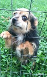 Lost Male Dog last seen Water Tower, Park City, KY 42160
