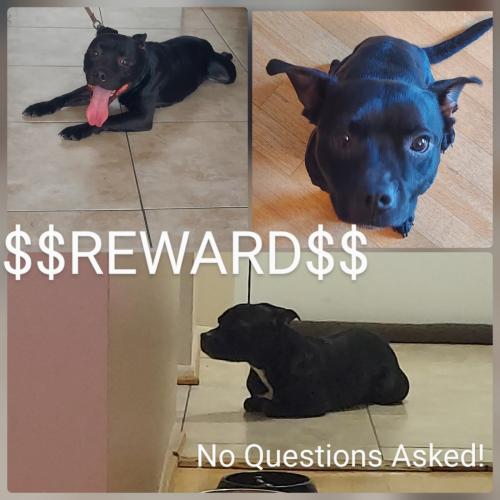 Lost Male Dog last seen Moon St., Mondawmin Ave., Denison St., Baltimore, MD 21216