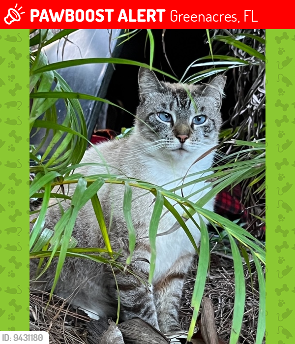 Lost Female Cat last seen Greenacres Freedom Park, Greenacres, FL 33413, Greenacres, FL 33413