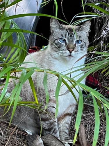 Lost Female Cat last seen Greenacres Freedom Park, Greenacres, FL 33413, Greenacres, FL 33413