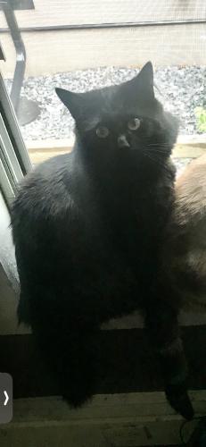Lost Male Cat last seen Somerset Dr sw, Calgary, AB T2Y 3G9