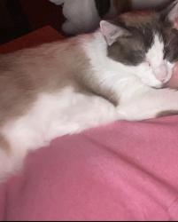 Lost Male Cat last seen Pomona fairgrounds trailer park, Pomona, CA 91768