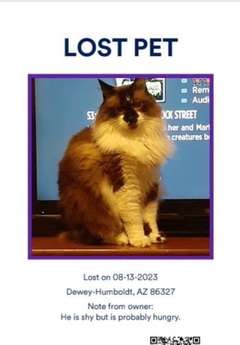 Lost Male Cat last seen .E Hopi Trail and S. Pima Rd., Dewey-Humboldt, AZ 86327
