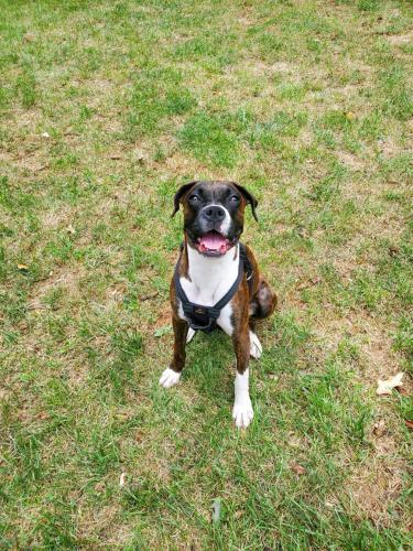 Lost Female Dog last seen Chantilly Va , Chantilly, VA 20151