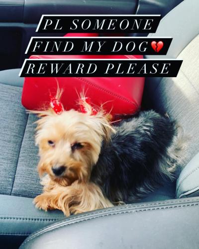 Lost Female Dog last seen Turney Rd, Garfield Heights, OH 44125
