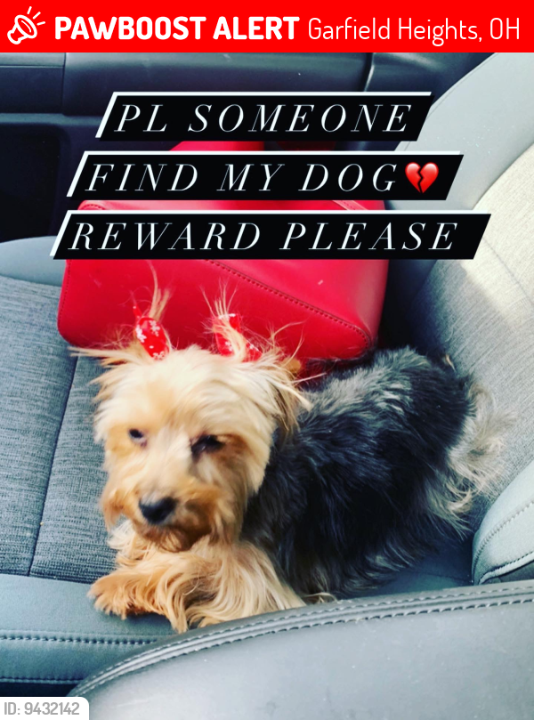 Lost Female Dog last seen Turney Rd, Garfield Heights, OH 44125