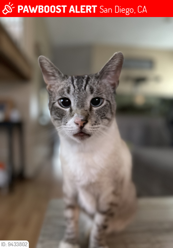 Lost Male Cat last seen Palm and Beyer, San Diego, CA 92154