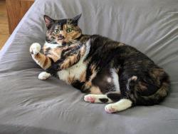 Lost Female Cat last seen just north of the intersection at Lemoyne Rd and Fremont Pike, Lemoyne, OH 43441