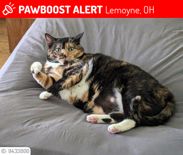 Lost Female Cat last seen just north of the intersection at Lemoyne Rd and Fremont Pike, Lemoyne, OH 43441
