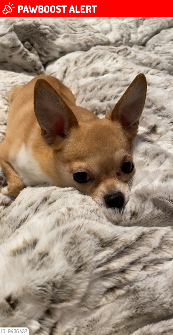 Otis OrchardsEast Farms, WA Lost Male Dog, Dakota Is Missing PawBoost