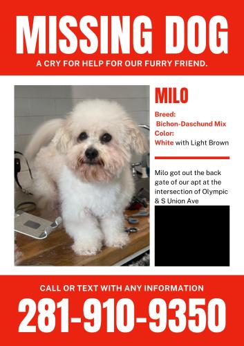 Lost Male Dog last seen Olympic and S Union, Los Angeles, CA 90015