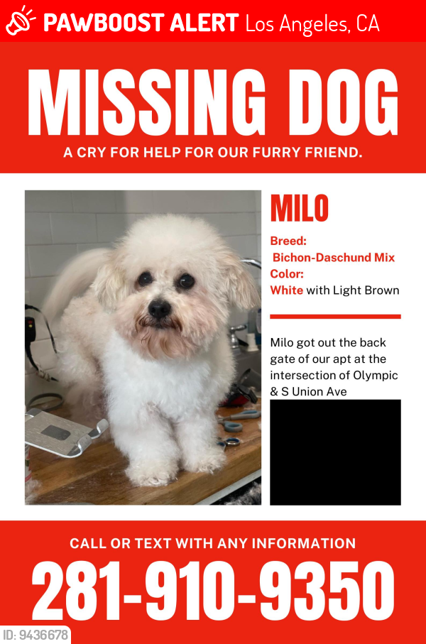 Lost Male Dog last seen Olympic and S Union, Los Angeles, CA 90015