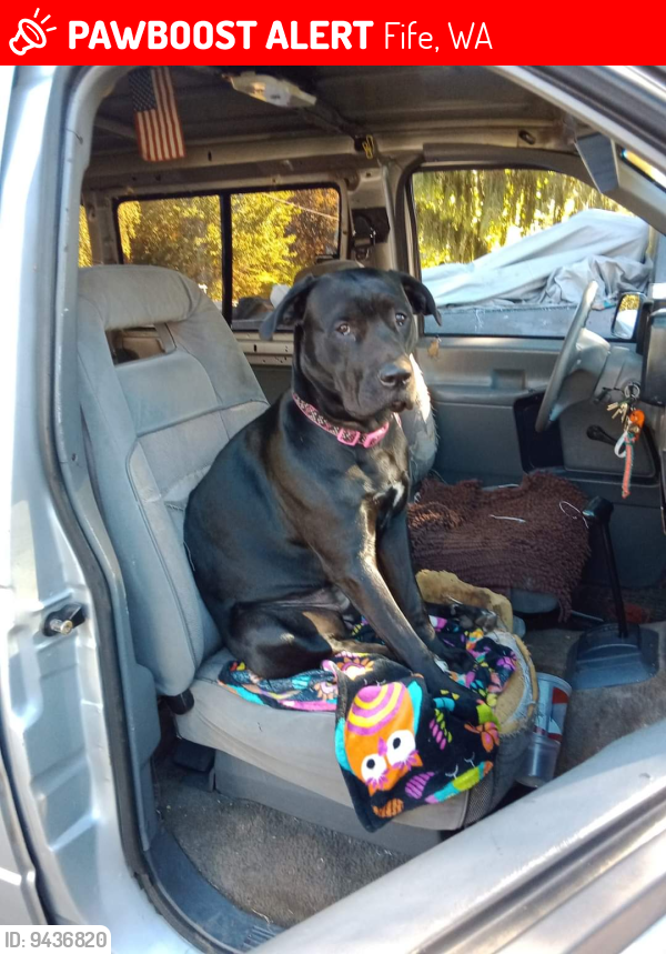 Fife, WA Lost Female Dog, Isabellea Is Missing PawBoost