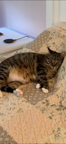 Lost Female Cat last seen Sewell St or Prospect St, Lake George, NY 12845