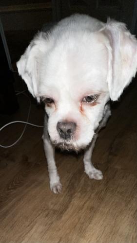 Lost Male Dog last seen Stanbridge and Marshall St, Norristown, PA 19401