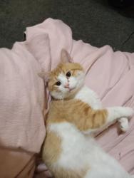 Lost Male Cat last seen hosp chatham ontario , Chatham, ON N7L
