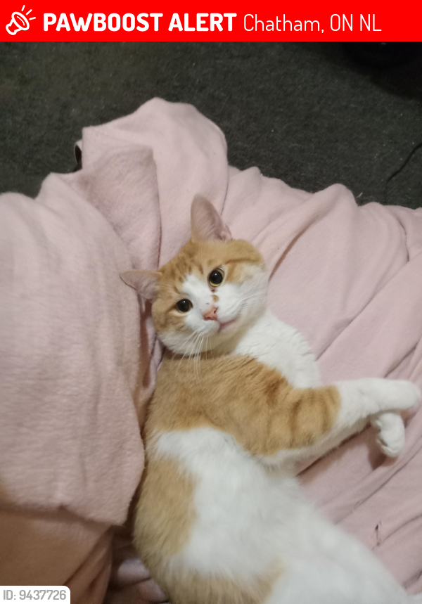 Lost Male Cat last seen hosp chatham ontario , Chatham, ON N7L