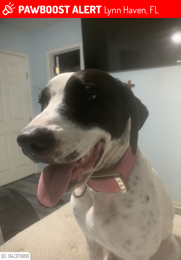 Lost Female Dog last seen Bailey bridge, Lynn Haven, FL 32444