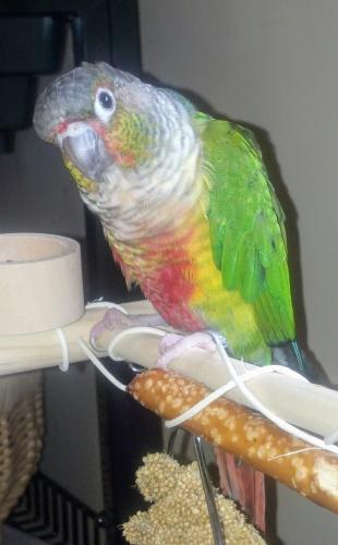 Lost Male Bird last seen 46th Avenue and Utopia Parkway, Queens, NY 11358