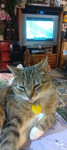 Lost Female Cat last seen 24th and 25th streets Dale and monument street, Colorado Springs, CO 80904