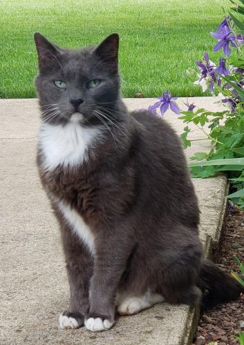 Lost Male Cat last seen Kingsbrook Drive, Ballenger Creek, MD 21703
