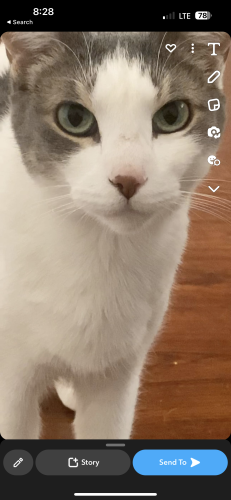 Lost Female Cat last seen Madison and western 60612, Chicago, IL 60612