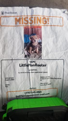 Lost Male Dog last seen Preston and muddlane, Louisville, KY 40229
