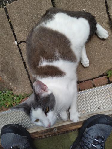 Lost Female Cat last seen Albert Drive and Robert Street, Lexington NC , Lexington, NC 27292