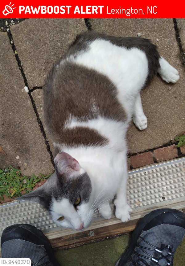 Lost Female Cat last seen Albert Drive and Robert Street, Lexington NC , Lexington, NC 27292