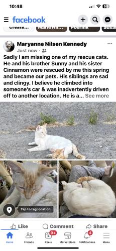 Lost Male Cat last seen Almaden, Union City, CA 94587