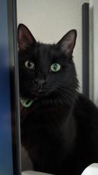 Lost Female Cat last seen Calle Guadalajara & Calle Gaucho, San Clemente, CA 92673
