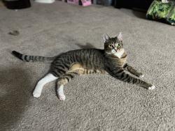 Lost Male Cat last seen Homestead rd & Stelling rd , Cupertino, CA 95014