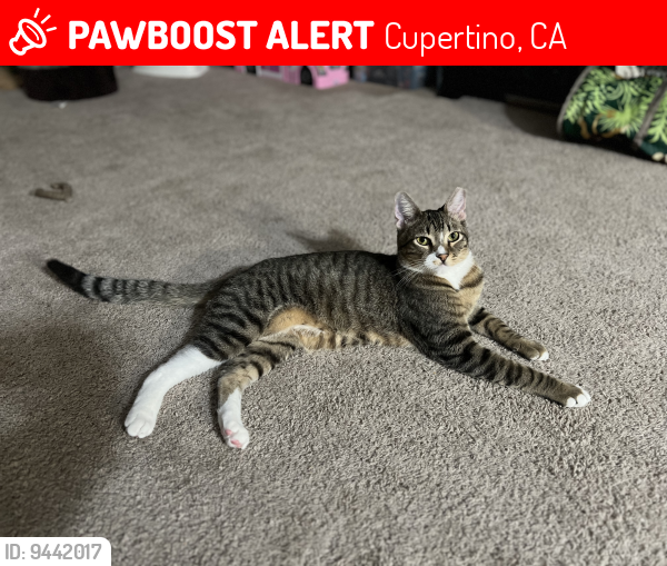 Lost Male Cat last seen Homestead rd & Stelling rd , Cupertino, CA 95014