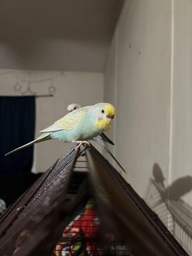 Lost Female Bird last seen Mulberry and Painter , Whittier, CA 90602