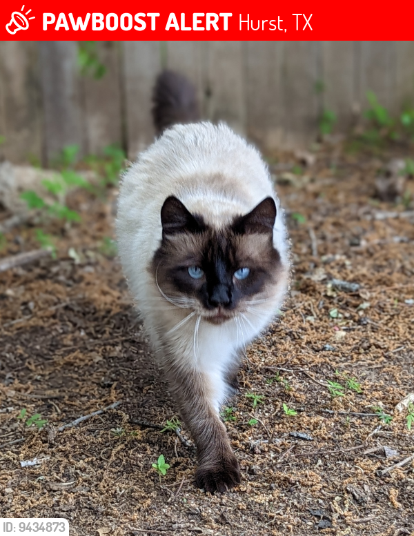 Lost Male Cat last seen Precinct Line Road and Mid Cities Blvd, Hurst, TX 76054