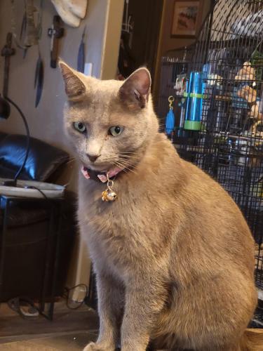 Lost Female Cat last seen Red cinder and Horseshoe trail, Chino Valley, AZ 86323