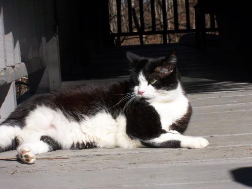 Lost Male Cat last seen Timberlake Circle, Sevierville Tennessee, Sevierville, TN 37876