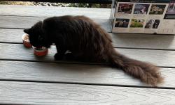 Reunited Unknown Cat last seen 14th Ave SE & Golf Club Rd SE, Lacey, WA 98503, USA, Lacey, WA 98503