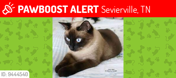 Lost Female Cat last seen Near Finchum Ln., Sevierville, TN 37876, Sevierville, TN 37876