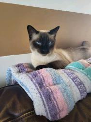 Lost Male Cat last seen Erin place & Erin Road SE Calgary , Calgary, AB T2B