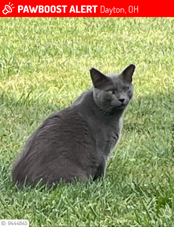 Lost Male Cat last seen Woodman & Woodbine, Dayton, OH 45432