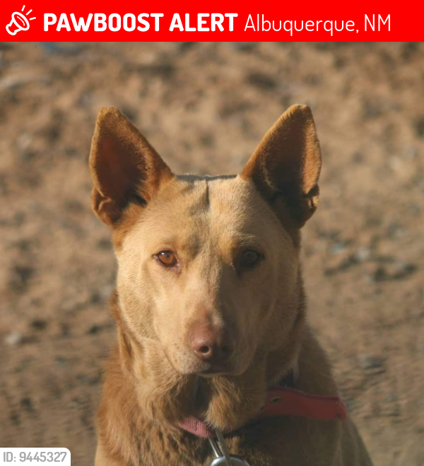 Lost Female Dog last seen Andalusian and Tanager, Albuquerque, NM 87121