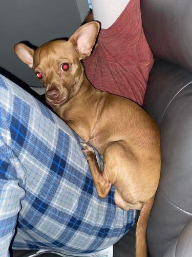 Lost Male Dog last seen Harlem and 71st , Chicago, IL 60638