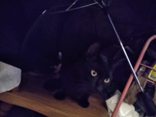 Lost Male Cat last seen Collier Av and Carrell Rd. At Mariners Landing, Fort Myers, FL 33901