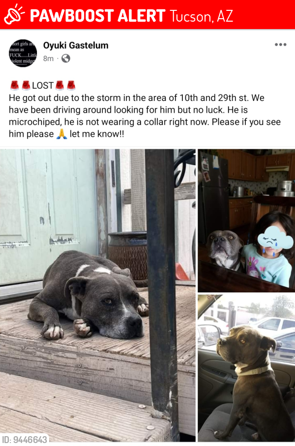 Lost Male Dog last seen 10th and 28th street, Tucson, AZ 85713