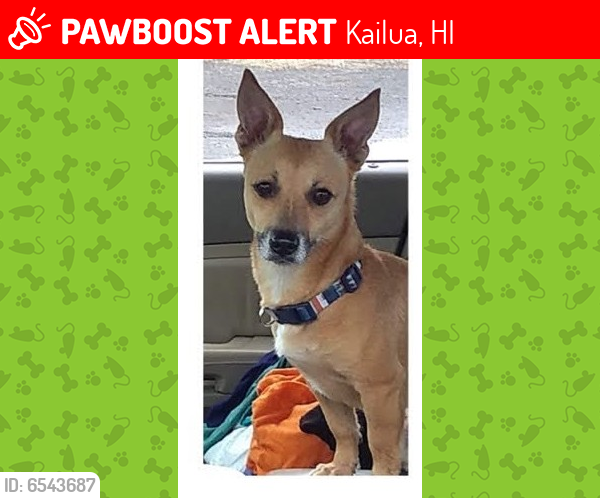 Kailua HI Lost Male Dog Duke Is Missing PawBoost