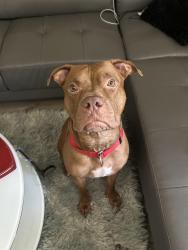 Reunited Male Dog last seen Coral Springs, FL, USA, Coral Springs, FL 33065