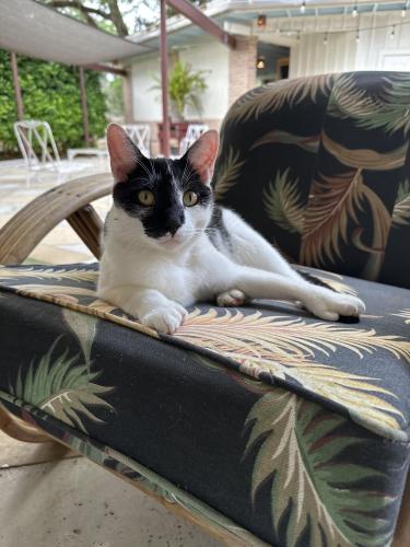 Lost Male Cat last seen Waverly Hills, Corner of Woodside and Waverly , Tallahassee, FL 32312