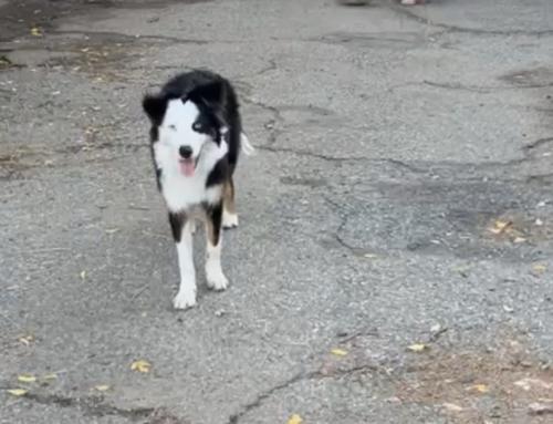 Lost Female Dog last seen Foothill, Laurel, MD 20707