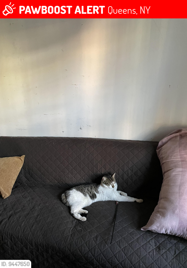 Lost Male Cat last seen 127th St between Jamaica ave and Hillside Ave., Queens, NY 11418